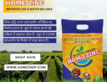 Homo Zinc